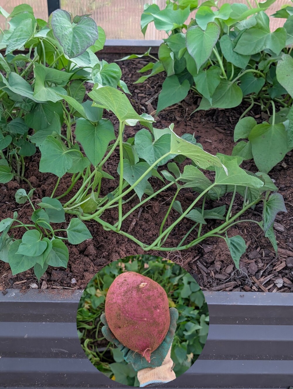 Japanese Sweet Potato Slips Multiple Leaves Established Rooted From The Soil